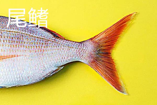 鱼鳍有几种，分为尾鳍、胸鳍等