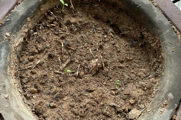 乒乓菊一年开多少次，一年只能开放一次