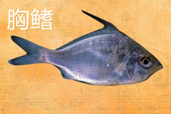 鱼鳍有几种，分为尾鳍、胸鳍等