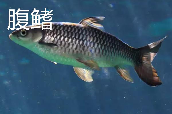 鱼鳍有几种，分为尾鳍、胸鳍等