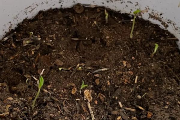 乒乓菊一年开多少次，一年只能开放一次