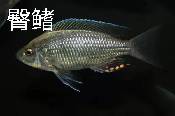 鱼鳍有几种，分为尾鳍、胸鳍等
