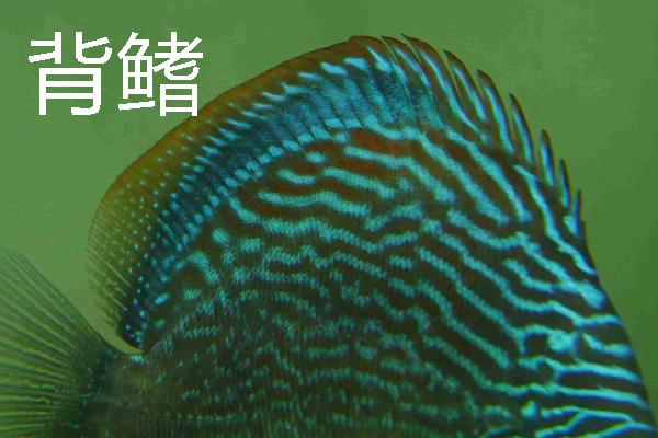 鱼鳍有几种，分为尾鳍、胸鳍等