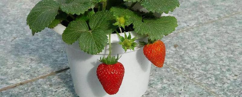 草莓要不要每天浇水，根据当天季节决定浇水频率