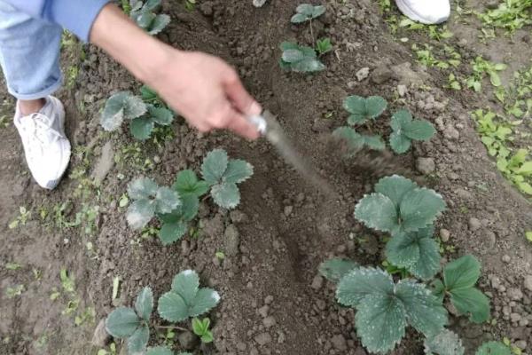草莓要不要每天浇水，根据当天季节决定浇水频率
