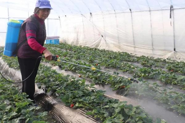 草莓要不要每天浇水，根据当天季节决定浇水频率