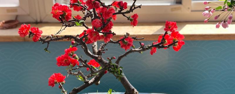 海棠花和梅花的区别是什么，种属和外观均不同