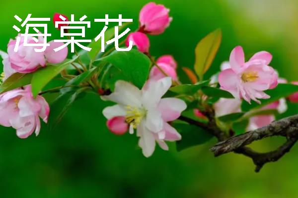 海棠花和梅花的区别是什么，种属和外观均不同