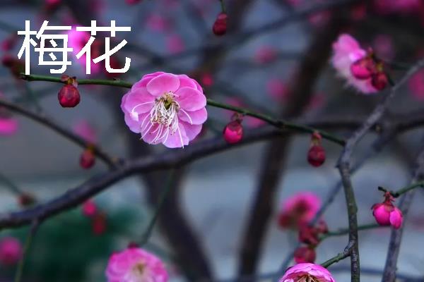 海棠花和梅花的区别是什么，种属和外观均不同