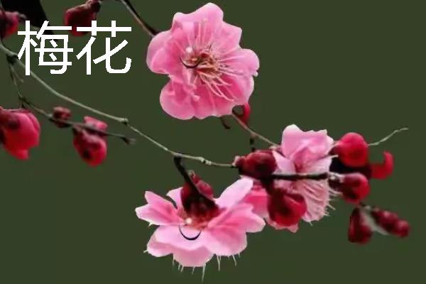 海棠花和梅花的区别是什么，种属和外观均不同