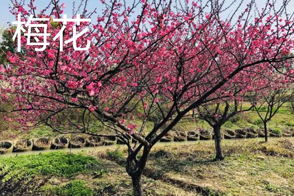 海棠花和梅花的区别是什么，种属和外观均不同