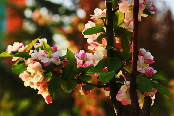 海棠花和梅花的区别是什么，种属和外观均不同
