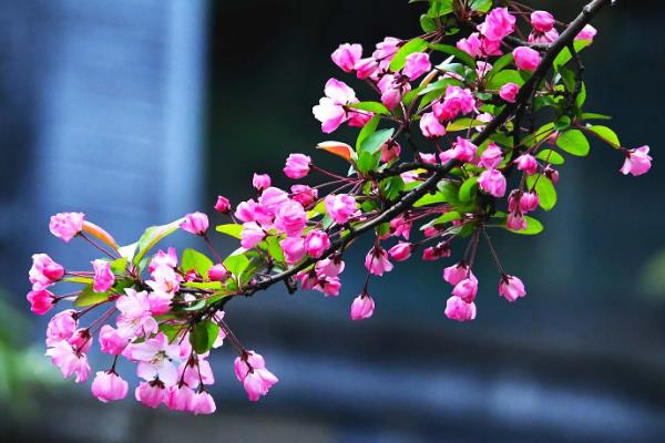 海棠花和梅花的区别是什么，种属和外观均不同