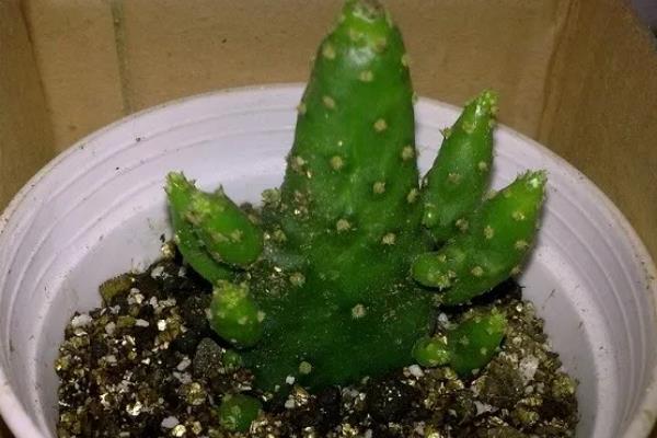 姬珊瑚怎么养殖，需提供稳定的光照