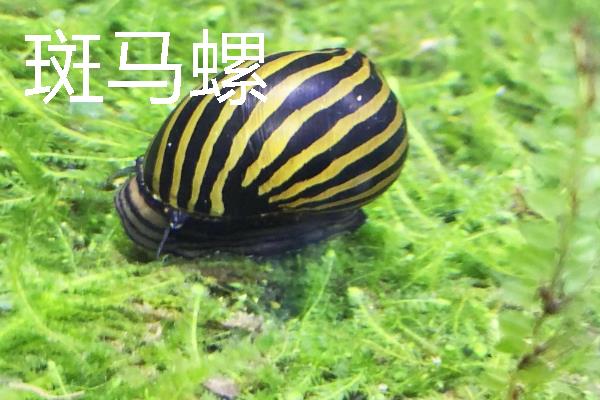 观赏螺的种类，常见的有斑马螺、苹果螺等