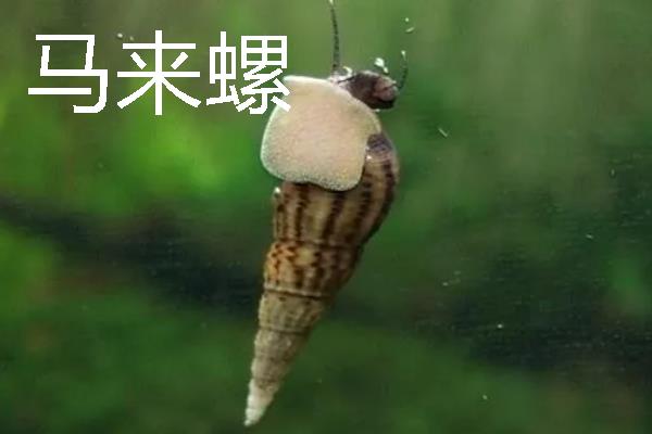 观赏螺的种类，常见的有斑马螺、苹果螺等