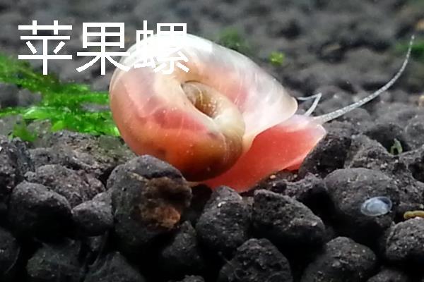 观赏螺的种类，常见的有斑马螺、苹果螺等