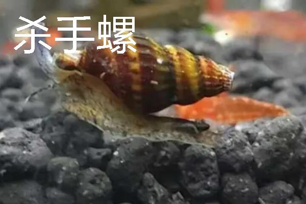 观赏螺的种类，常见的有斑马螺、苹果螺等
