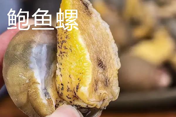 观赏螺的种类，常见的有斑马螺、苹果螺等