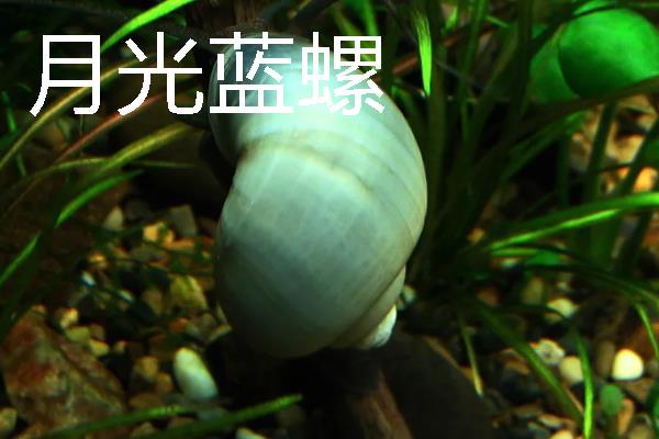 观赏螺的种类，常见的有斑马螺、苹果螺等