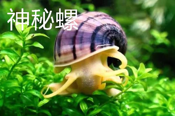 观赏螺的种类，常见的有斑马螺、苹果螺等