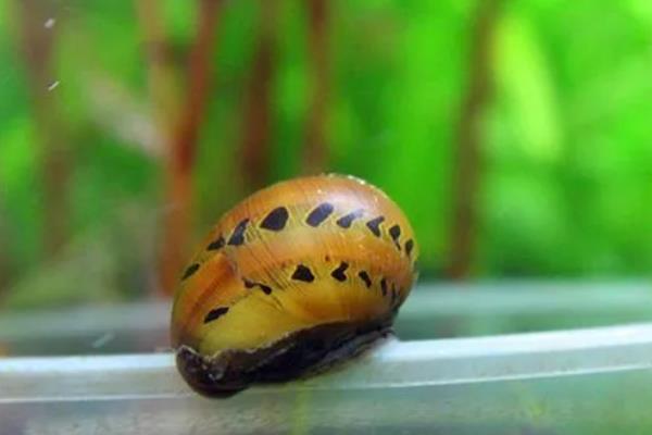 观赏螺的种类，常见的有斑马螺、苹果螺等