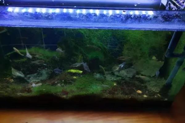 观赏螺的种类，常见的有斑马螺、苹果螺等