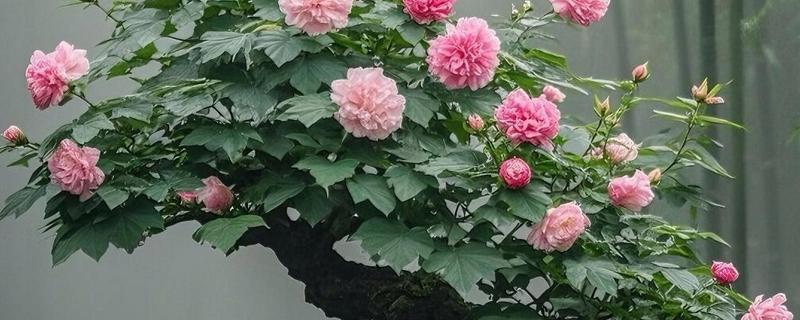 盆栽树怎么养殖，生长期间要放在向阳处