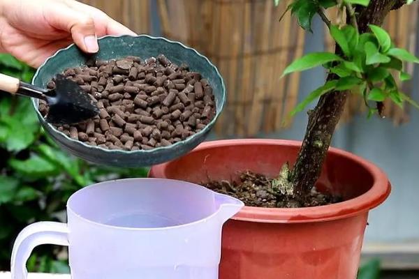 盆栽树怎么养殖，生长期间要放在向阳处