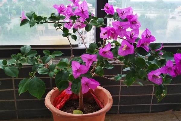 三角梅叶子发黄脱落怎么解决，需及时减掉黄叶