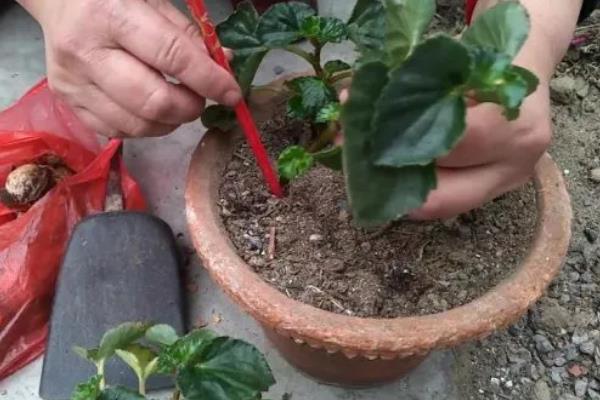 海棠花枝干腐烂怎么解决，剪除腐烂部位并消毒可让它恢复健康