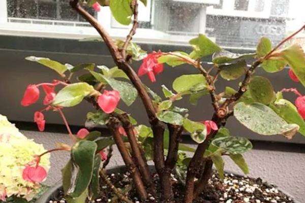 海棠花枝干腐烂怎么解决，剪除腐烂部位并消毒可让它恢复健康