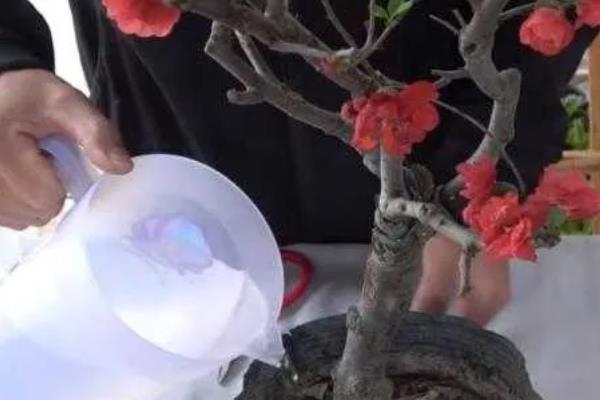 海棠花枝干腐烂怎么解决，剪除腐烂部位并消毒可让它恢复健康