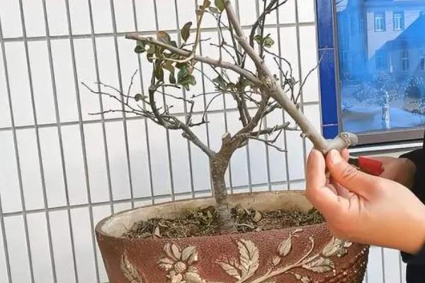 海棠花枝干腐烂怎么解决，剪除腐烂部位并消毒可让它恢复健康