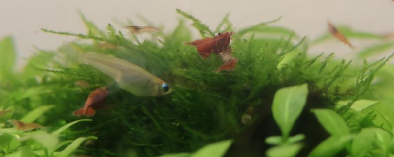 鱼和虾能一起养吗，不是所有的鱼虾都能混养