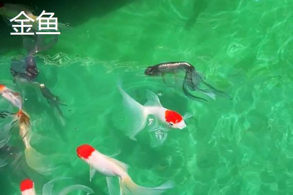 鱼和虾能一起养吗，不是所有的鱼虾都能混养