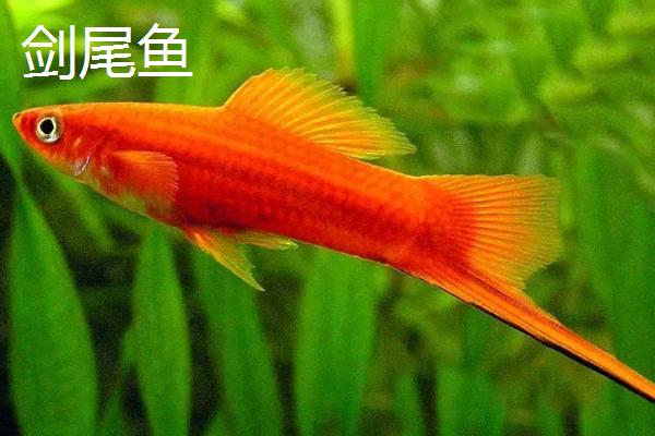 鱼和虾能一起养吗，不是所有的鱼虾都能混养
