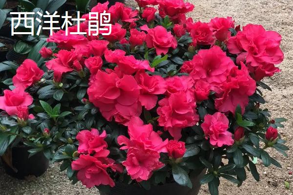 哪些植物可以去除甲醛，常见仙客来、西洋杜鹃等品种