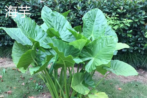 哪些植物可以去除甲醛，常见仙客来、西洋杜鹃等品种