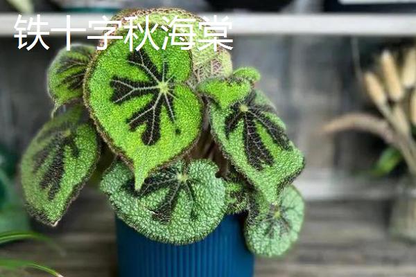 哪些植物可以去除甲醛，常见仙客来、西洋杜鹃等品种