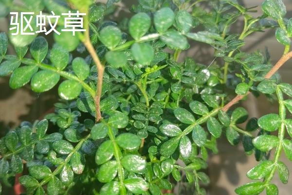 哪些植物可以去除甲醛，常见仙客来、西洋杜鹃等品种