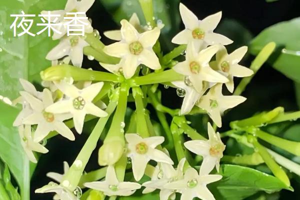 哪些植物可以去除甲醛，常见仙客来、西洋杜鹃等品种