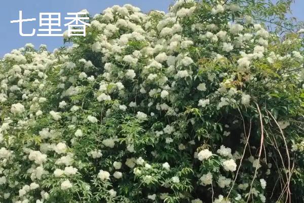 哪些植物可以去除甲醛，常见仙客来、西洋杜鹃等品种