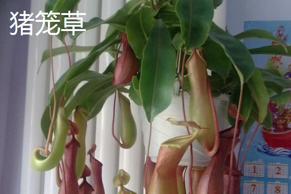哪些植物可以去除甲醛，常见仙客来、西洋杜鹃等品种