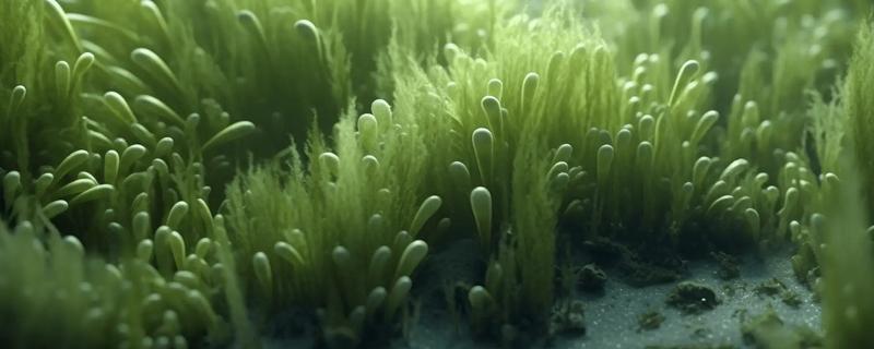 海藻植物有哪些生存本领，有些藻类可产生雌、雄配子