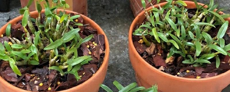 石斛盆景怎么养，可分株、扦插或分芽繁殖