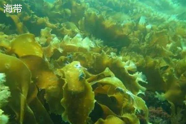 海藻植物有哪些生存本领，有些藻类可产生雌、雄配子