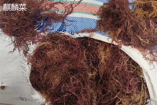 海藻植物有哪些生存本领，有些藻类可产生雌、雄配子