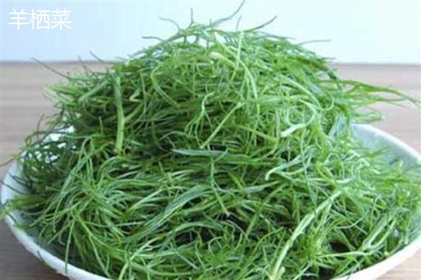 海藻植物有哪些生存本领，有些藻类可产生雌、雄配子