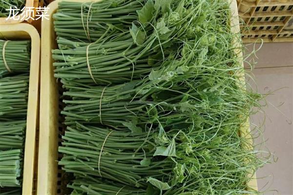海藻植物有哪些生存本领，有些藻类可产生雌、雄配子